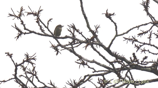 Speckled Tinkerbird - ML201470071