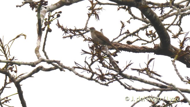 Slender-billed Greenbul - ML201470081