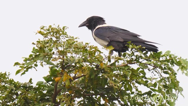 Pied Crow - ML201470141