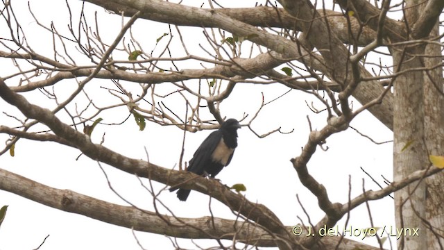 Pied Crow - ML201470151