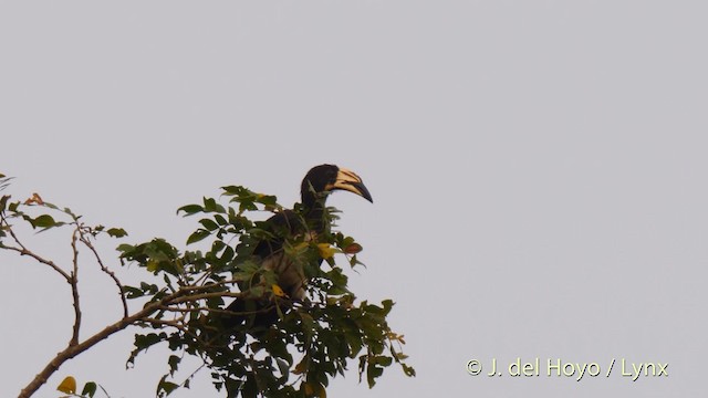 West African Pied Hornbill - ML201470181