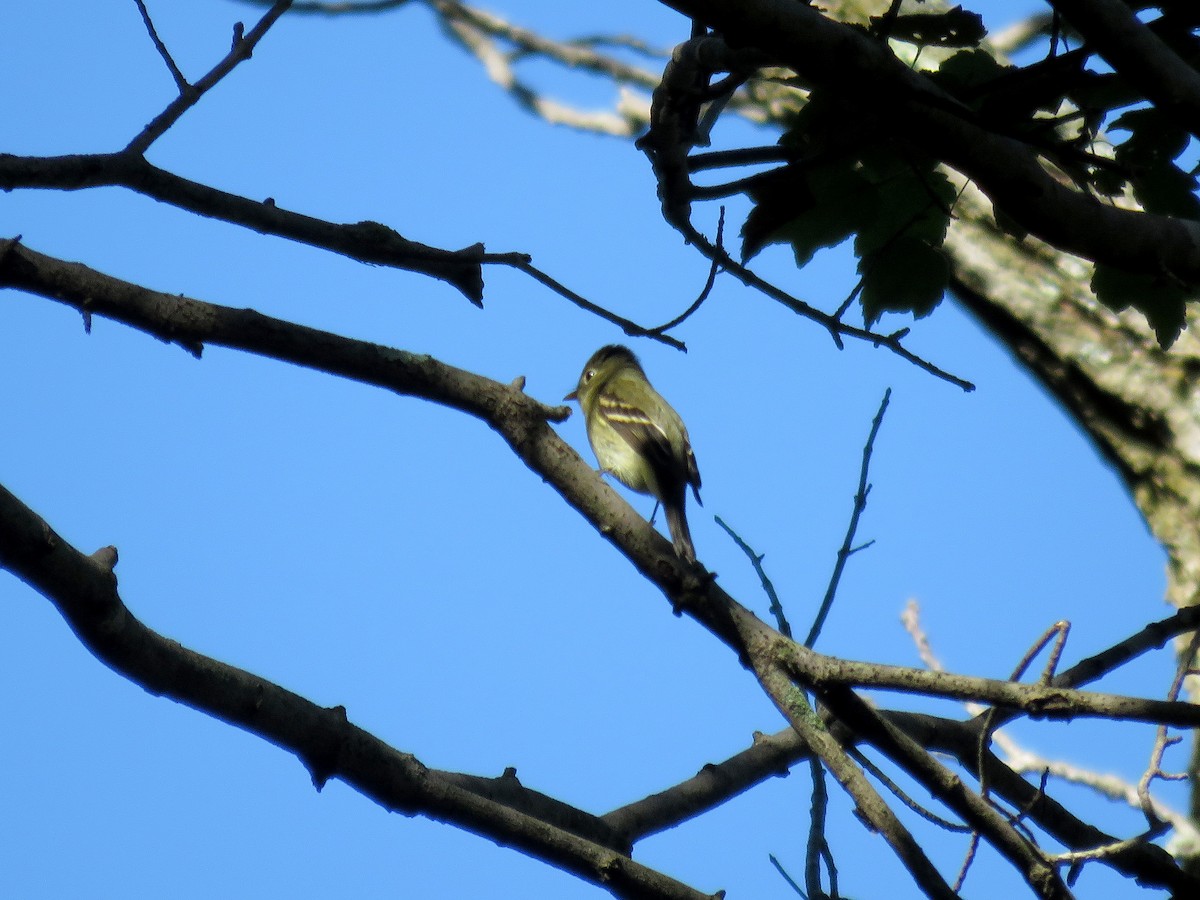 Empidonax sp. - Brian Henderson