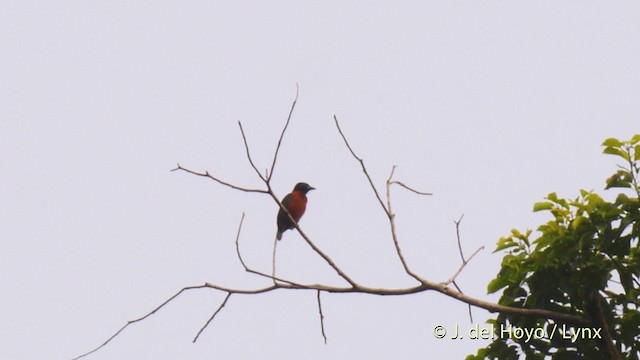 Yellow-mantled Weaver - ML201470331