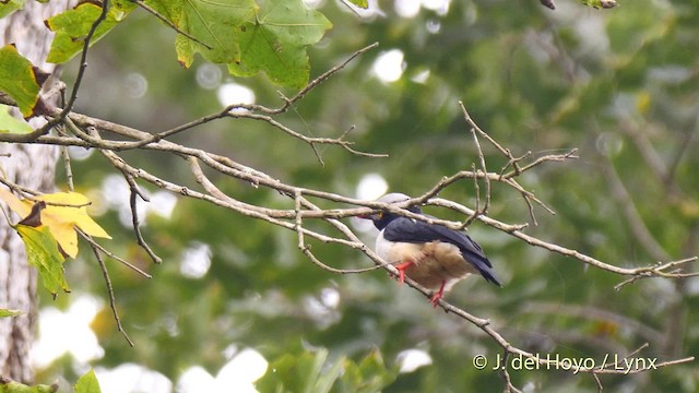 Red-billed Helmetshrike (Red-billed) - ML201470351