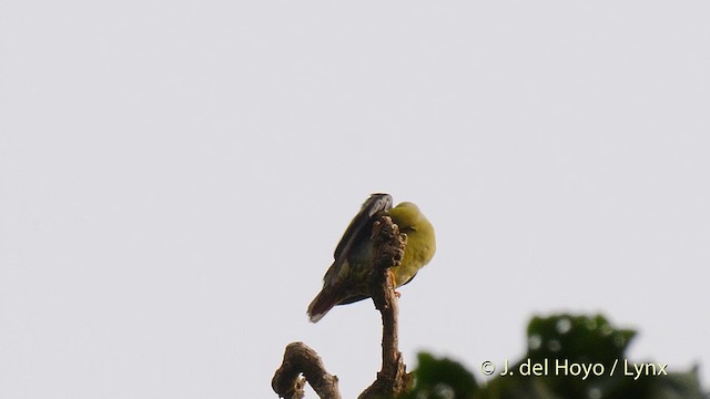 afrikagrønndue (calvus gr.) - ML201470361