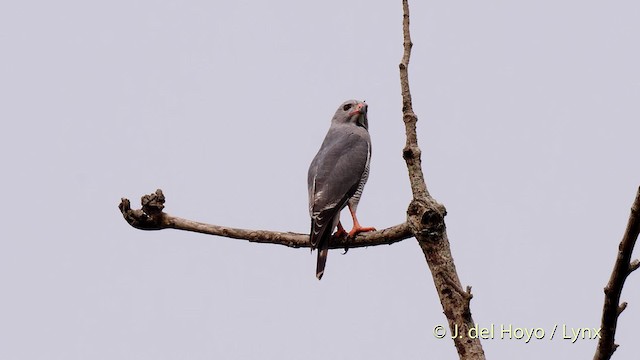 Lizard Buzzard - ML201470411