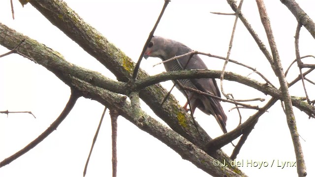 Lizard Buzzard - ML201470421