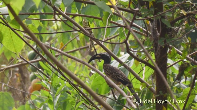 African Gray Hornbill - ML201470441