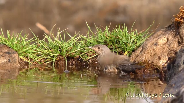 Western Subalpine Warbler - ML201470791