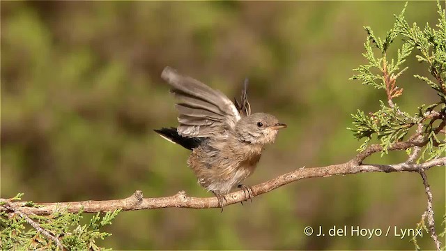 Curruca Carrasqueña Occidental - ML201470801