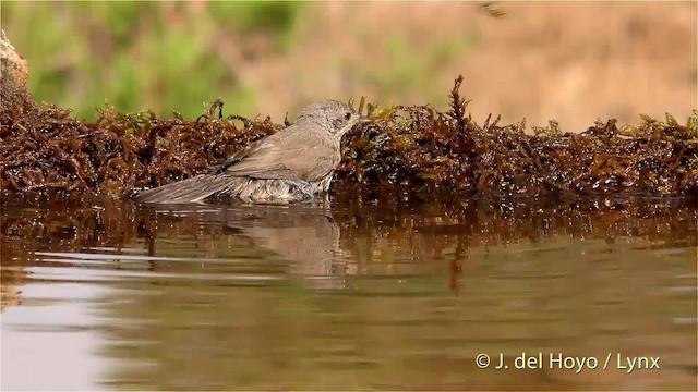 Txinbo papargorrizta iberiarra - ML201470811