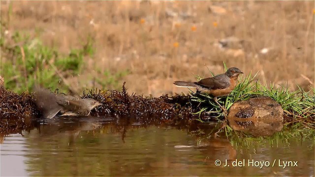 Western Subalpine Warbler - ML201470821