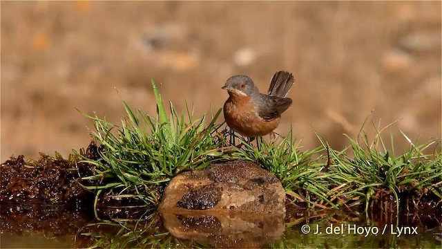 Western Subalpine Warbler - ML201470831