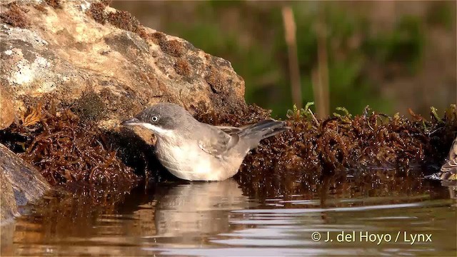 Western Orphean Warbler - ML201470841