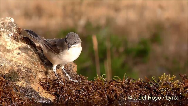 Western Orphean Warbler - ML201470851