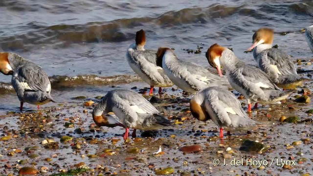 カワアイサ（merganser／orientalis） - ML201470871