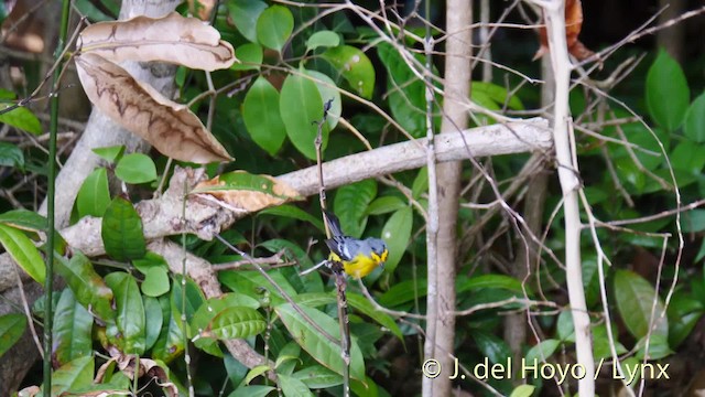 St. Lucia Warbler - ML201470971