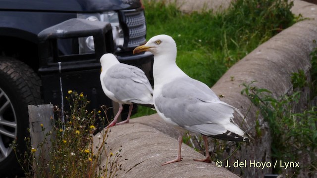 Herring Gull (European) - ML201471001