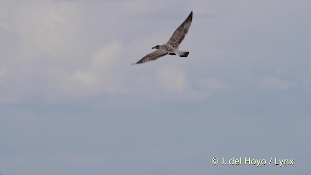 Herring Gull (European) - ML201471011