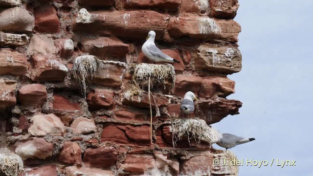 Black-legged Kittiwake (tridactyla) - ML201471021