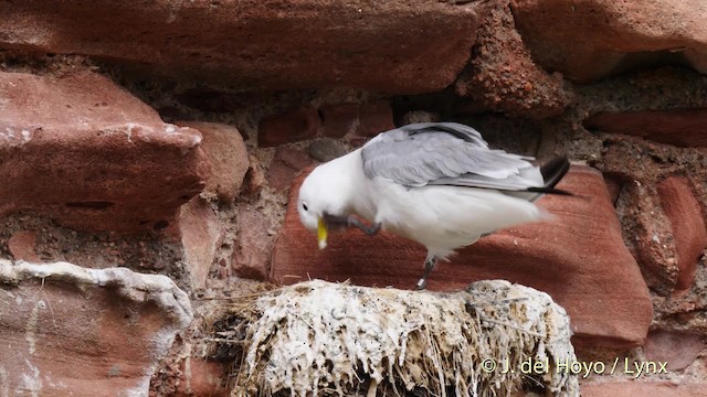 Black-legged Kittiwake (tridactyla) - ML201471031