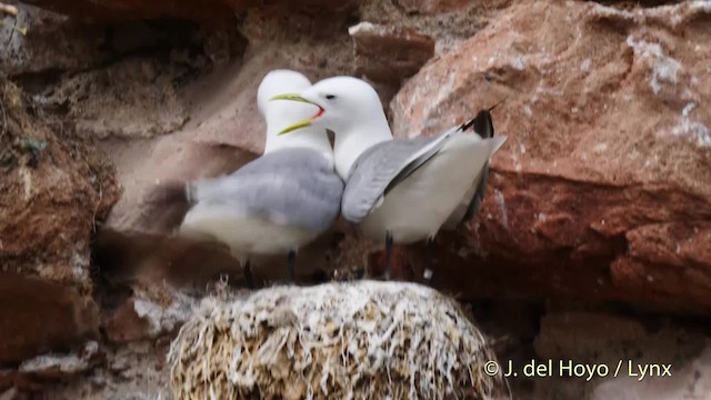 Black-legged Kittiwake (tridactyla) - ML201471041