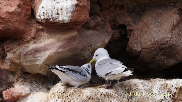 Black-legged Kittiwake (tridactyla) - ML201471051