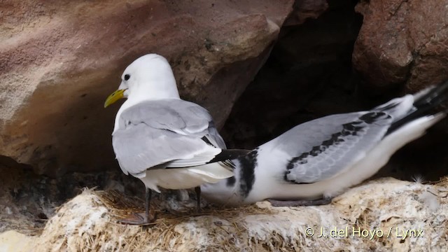 Black-legged Kittiwake (tridactyla) - ML201471061