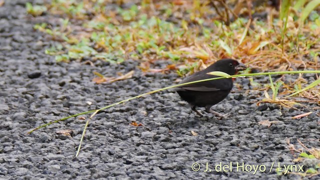 Lesser Antillean Bullfinch - ML201471101