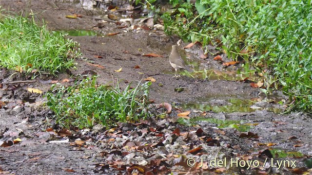 Spectacled Thrush - ML201471141