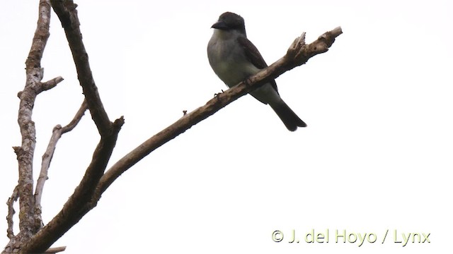 Gray Kingbird - ML201471161