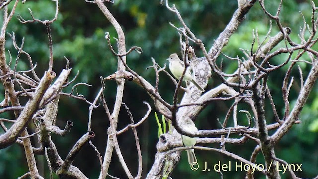 Yellow-bellied Elaenia - ML201471431