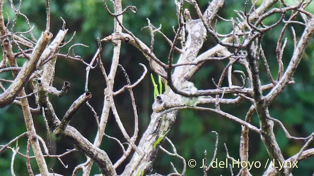 Yellow-bellied Elaenia - ML201471441