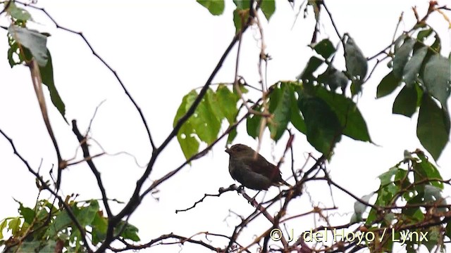 Lesser Antillean Bullfinch - ML201471451