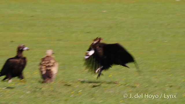 Cinereous Vulture - ML201471501