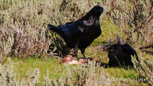 Common Raven - ML201471531