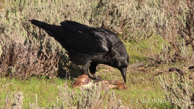 Common Raven - ML201471621