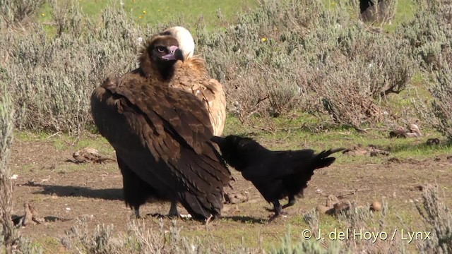 Common Raven - ML201471641