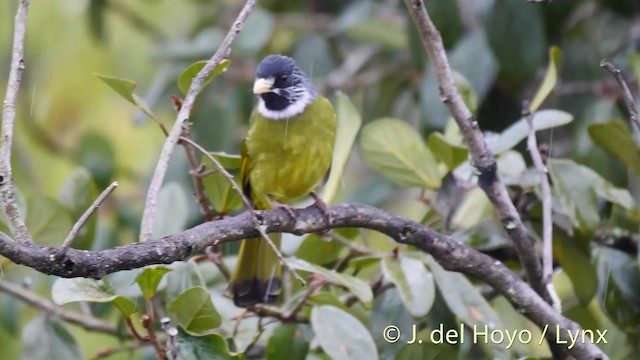 Collared Finchbill - ML201471671