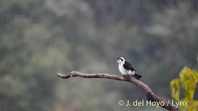 Pied Falconet - ML201471681