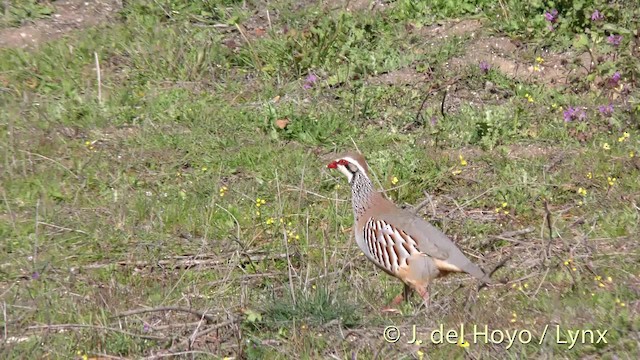 Red-legged Partridge - ML201471761