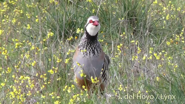 Red-legged Partridge - ML201471771