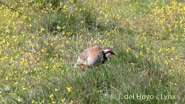 Red-legged Partridge - ML201471781