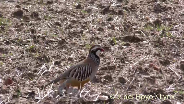 Red-legged Partridge - ML201471791