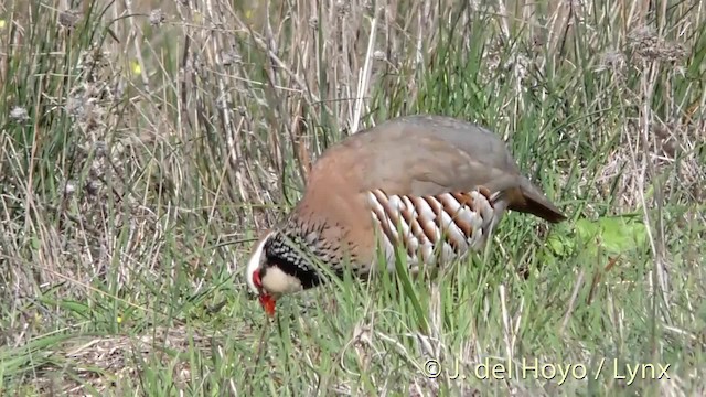 Red-legged Partridge - ML201471801