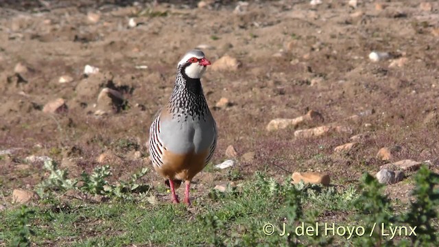 アカアシイワシャコ - ML201471811