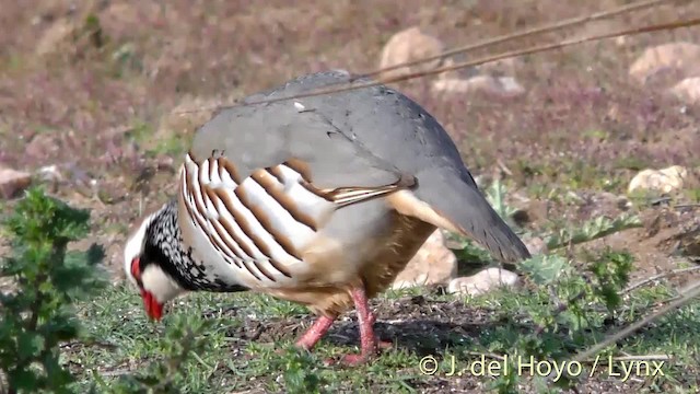 Red-legged Partridge - ML201471821