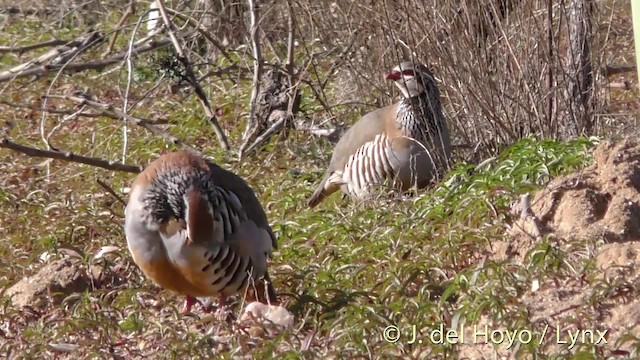 Red-legged Partridge - ML201471831