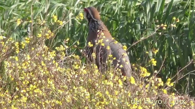 Red-legged Partridge - ML201471841