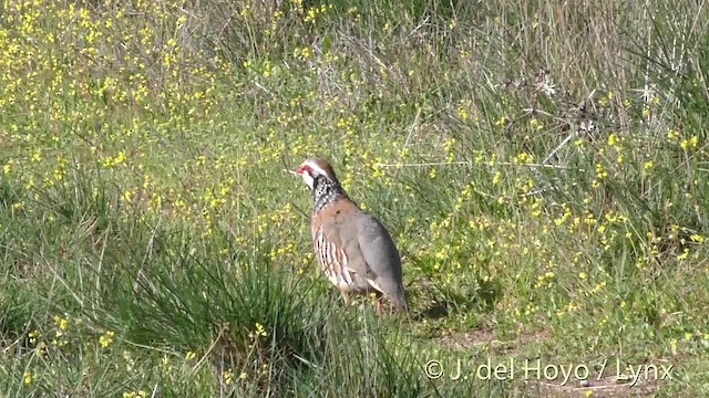 Red-legged Partridge - ML201471851